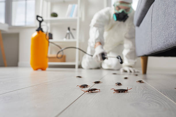 Post-Treatment Bed Bug Interceptor Monitoring in Pascoag